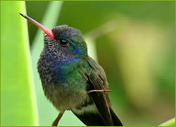 Hummingbird - google