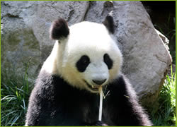 Panda - google